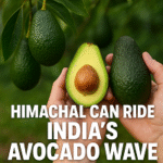 Avacdado in Himachal Pradesh