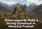 Snow leopard himachal pradesh