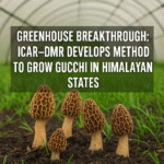 Greenhouse Breakthrough: ICAR–DMR Develops Method to Grow Gucchi in Himalayan States